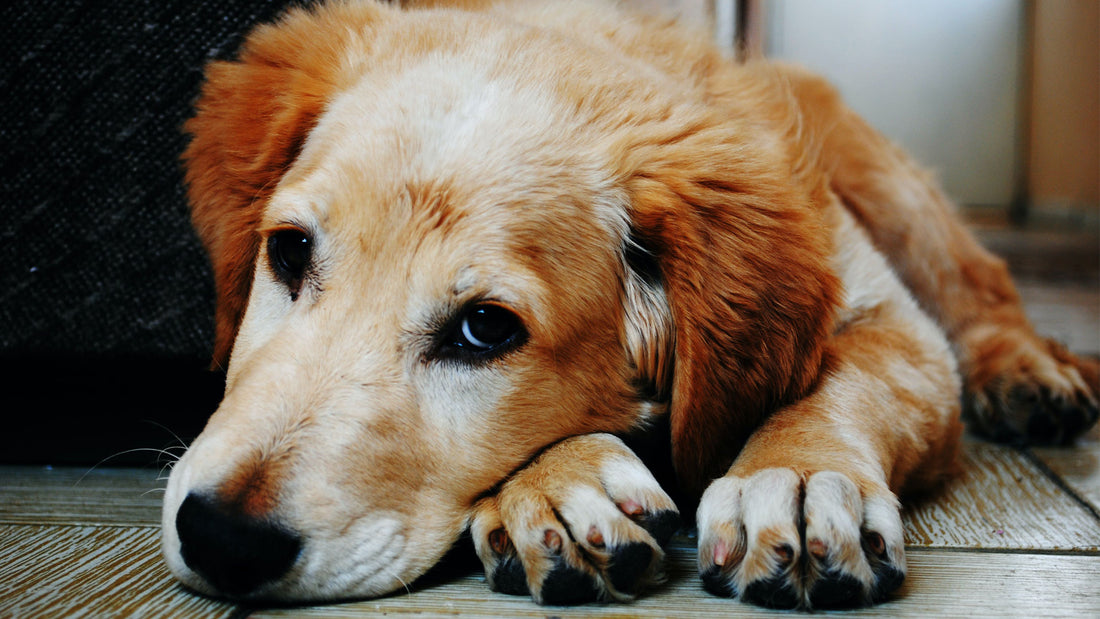 10 Most Important Dog Safety Tips