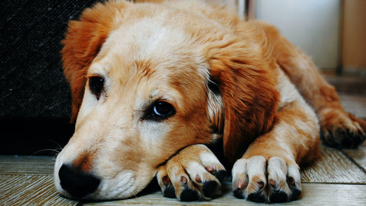 10 Most Important Dog Safety Tips