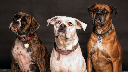 4 Reasons Why Personalized Dog ID Tags Are Important