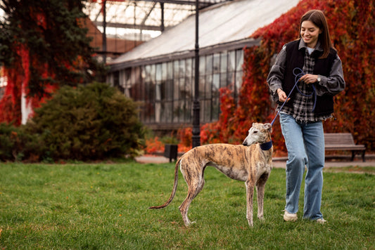 How often should I walk my dog?