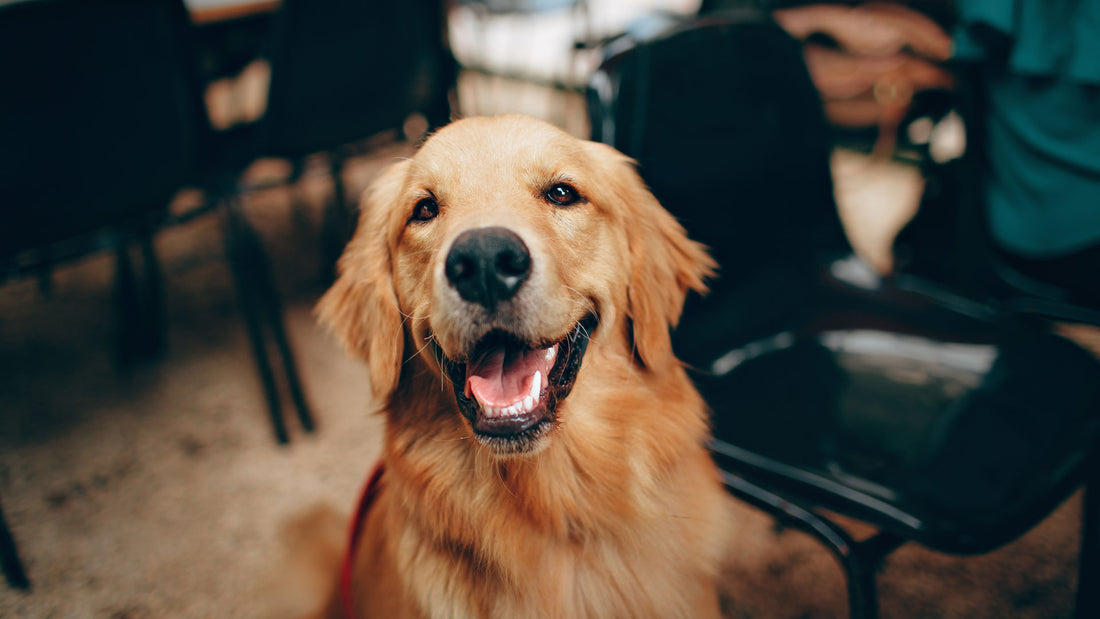 Top 8 Tips To Keep Your Dog Healthy And Happy