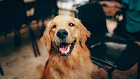 Top 8 Tips To Keep Your Dog Healthy And Happy