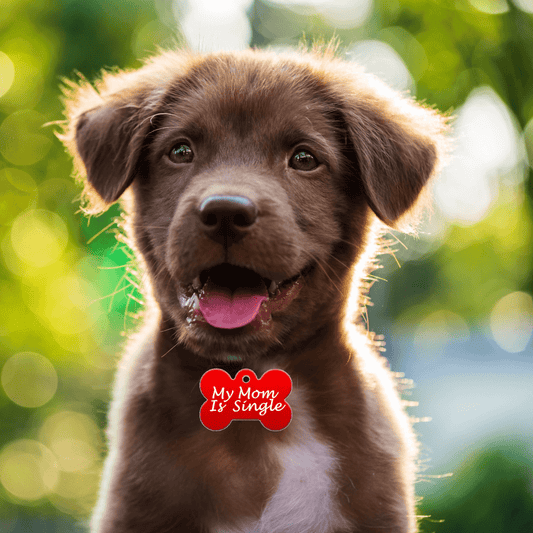 3 Things You Should Know About Your Dog's Tag.