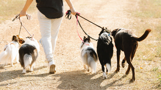 Which Dog Breed Should The Average Person NOT Own?