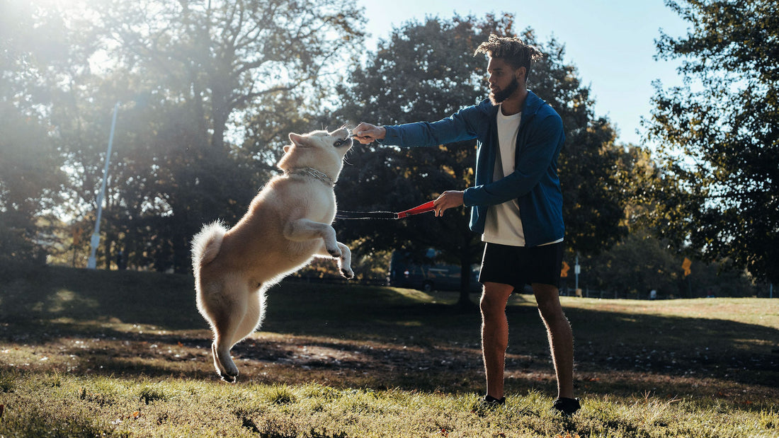 How Much Exercise Does A Dog Need?