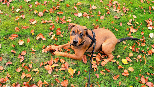 How To Leash Train Your Dog