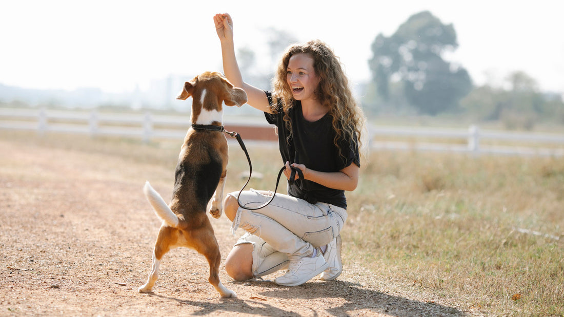 Is It Necessary To Train Your Dog Daily?